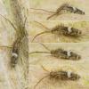 Entomobrya muscorum